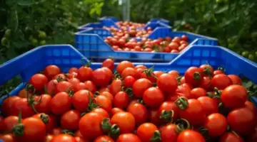 نقيب الفلاحين: وفرة الخضروات تقلل الأسعار.. والطماطم تواصل التراجع.